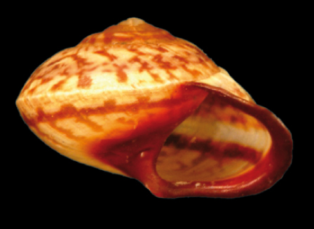 File:Helicina rhodostoma shell 2.png