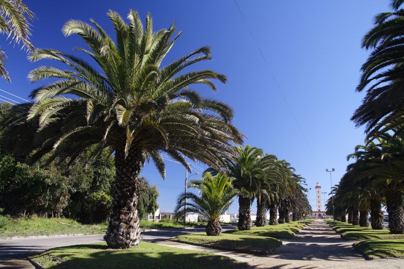 File:La Serena palms.jpg