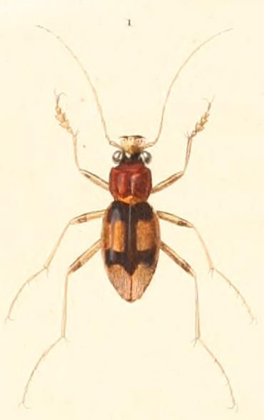 File:Megacephala bifasciata.jpg