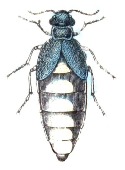 File:Meloe.variegatus.-.calwer.48.23.jpg