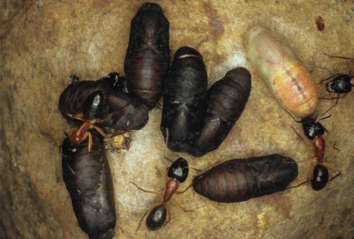 File:Ogyris genoveva pupae.jpg