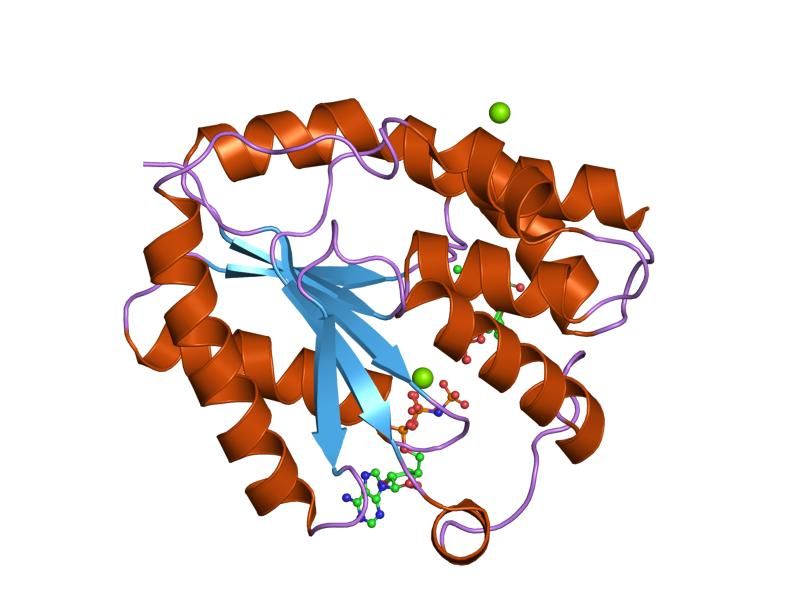 File:PDB 1e9b EBI.jpg