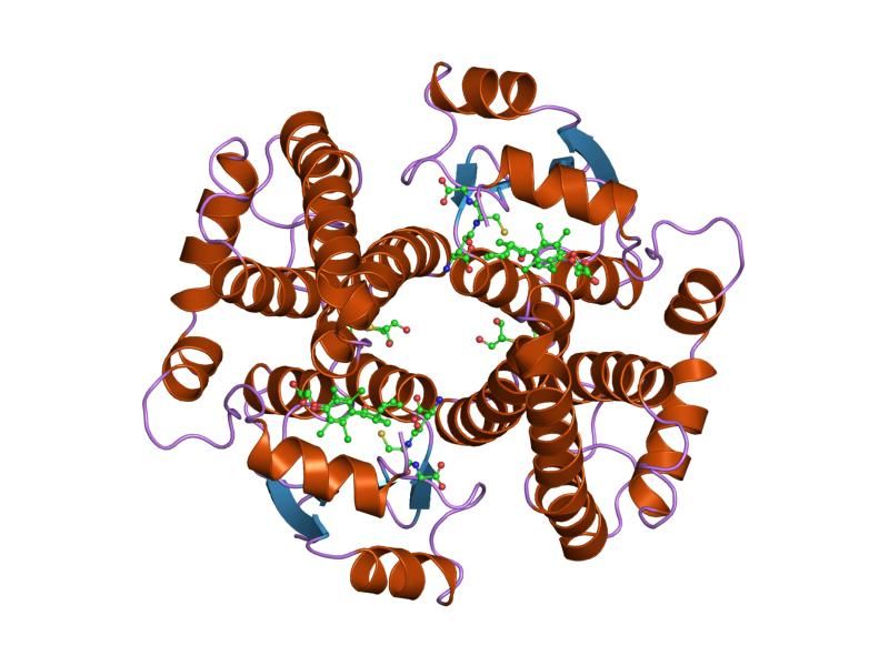 File:PDB 1gse EBI.jpg