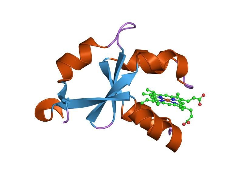 File:PDB 1m2m EBI.jpg