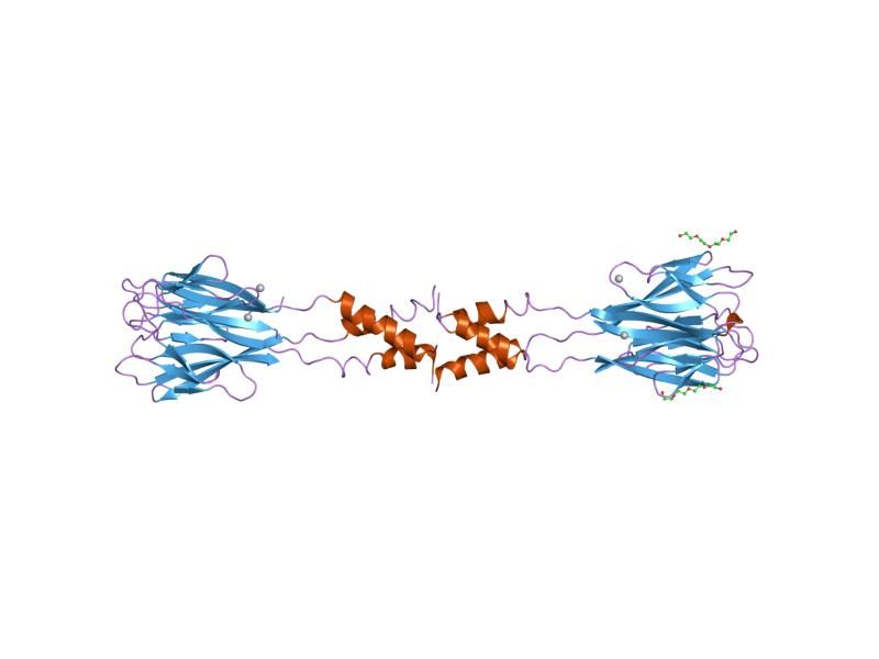 File:PDB 1rh7 EBI.jpg