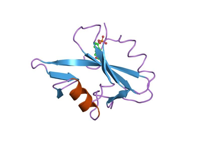 File:PDB 1tze EBI.jpg