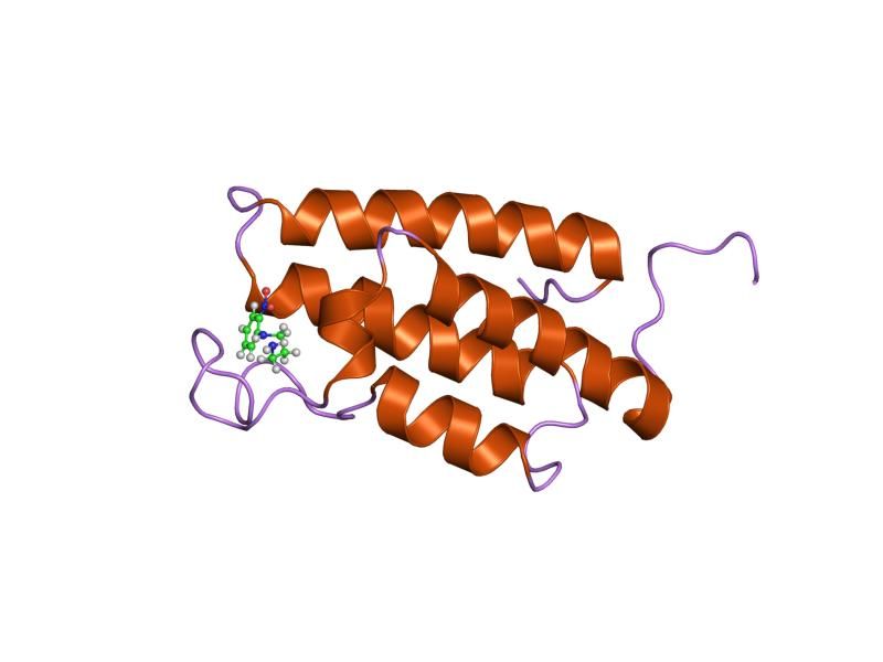 File:PDB 1wum EBI.jpg