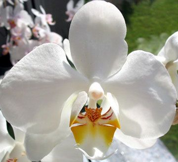 File:Phalaenopsis-de.jpg