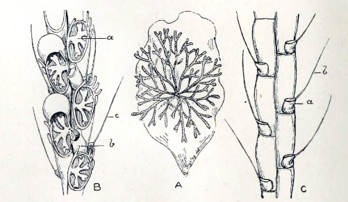 File:Scrupocellaria reptans 001.png