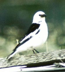 File:Snowbunting71.jpg