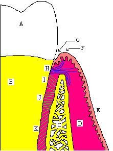 File:The Periodontium.jpg