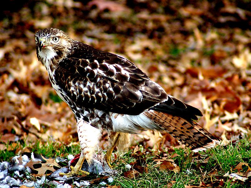 File:1hawk.jpg