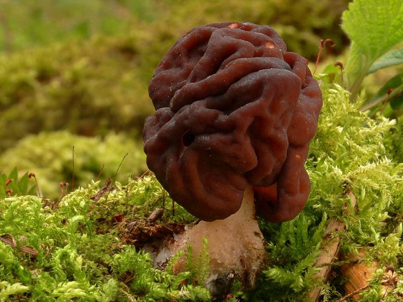 File:2007-04-02 Gyromitra esculenta cropped.jpg