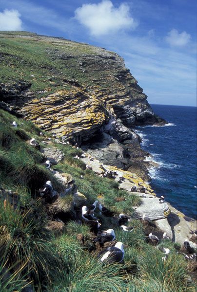 File:21-falklands-westpoint-albatross-colony.jpg