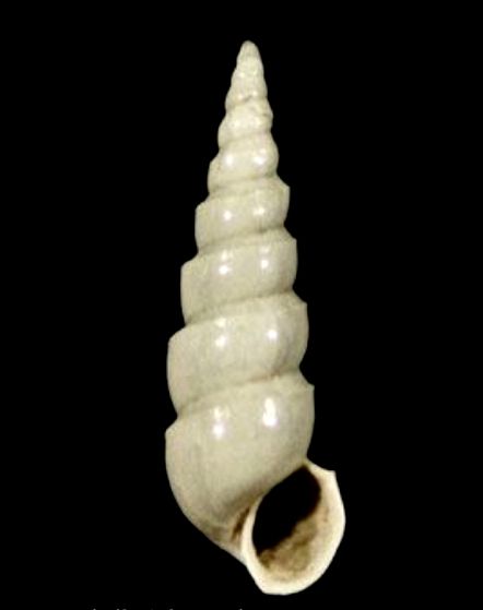 File:Aclis talaverai 001.jpg