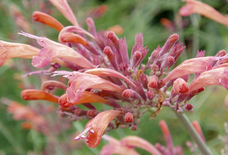 File:Agastache rupestris1 lg.jpg