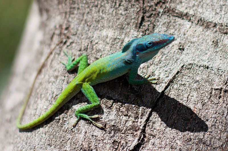 File:Allisons anole.jpg