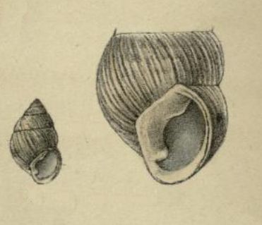 File:Amastra antiqua 001.jpg