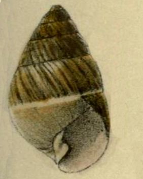 File:Amastra elegantula 001.jpg