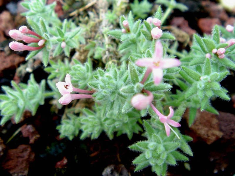 File:Asperula suberosa.jpg