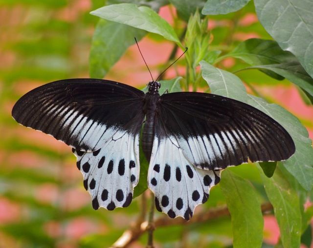 File:Blue Morman, Papilio polymnestor (8586043032).jpg