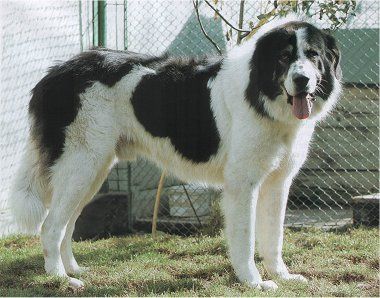 File:Bucovina Sheepdog.jpg