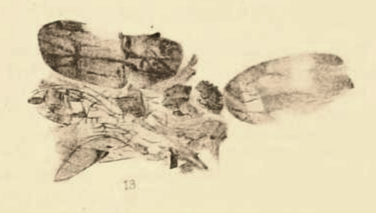 File:Coelidia columbiana Scudder 1890 pl2 Fig13.png