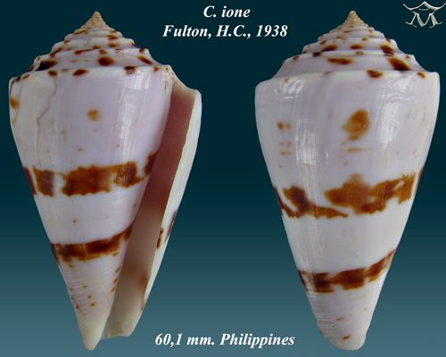 File:Conus ione 1.jpg