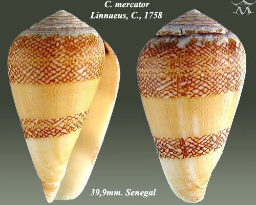 File:Conus mercator 1.jpg