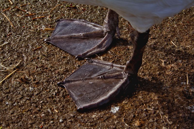 File:Cygnus olor -Somerset -England -webbed feet-8.jpg