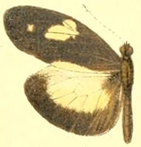 File:Dismorphia zathoe othoe male.JPG