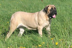 File:Englishmastiff.jpg