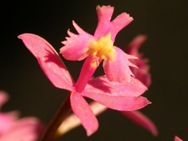 File:Epidendrum secundum.jpg