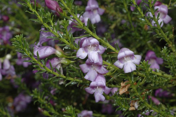 File:Eremophila sargentii.jpg