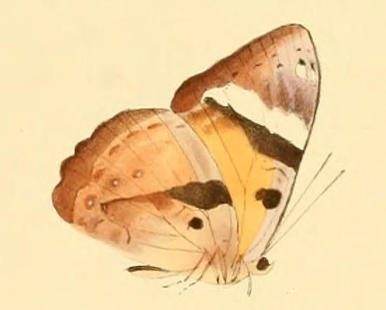 File:Euriphene lysandra1.JPG