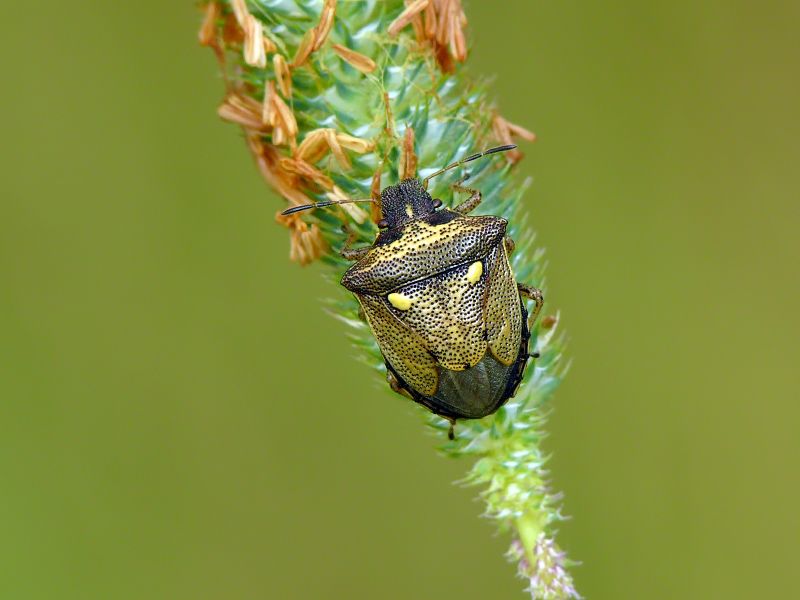 File:Eysarcoris aeneus LT.jpg