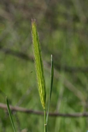 File:Hordeum brachyantherum.jpg