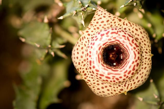 File:Huernia guttata ericbrian.jpg