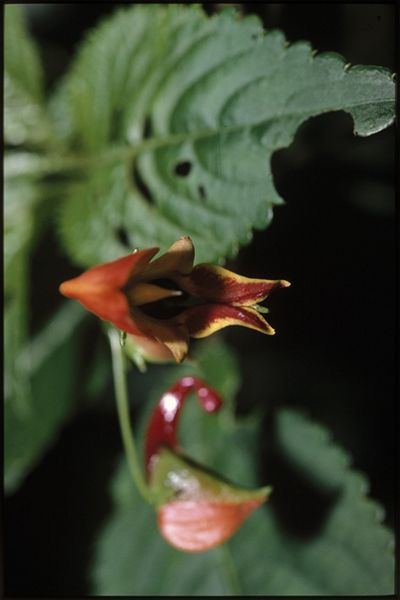 File:Impatiens Sakeriana Top.png