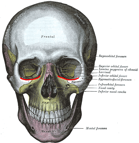 File:Infraorbital margin.PNG