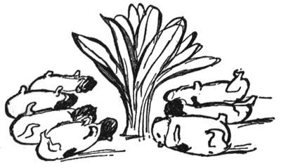 File:Lettuce and Guinea Pigs Lear.JPG