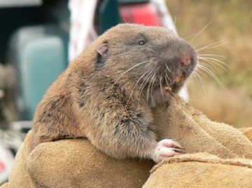 File:Mazama pocket gopher.jpg