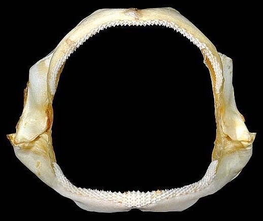 File:Mustelus henlei jaws2.jpg