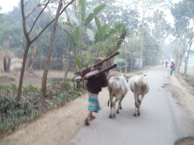 File:Nature of bangladesh 005.jpg