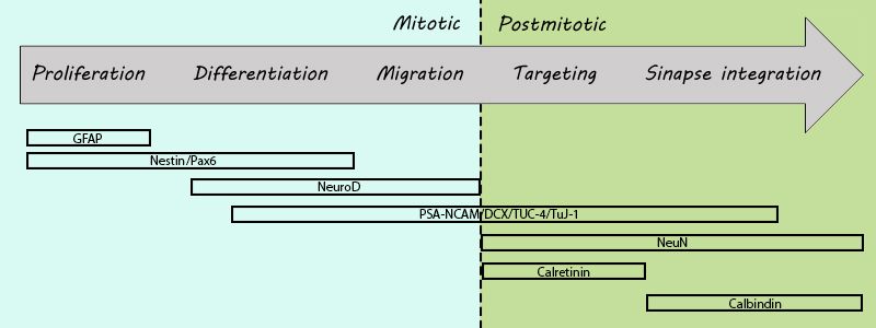 File:Neuronal Lineage Markers.jpg