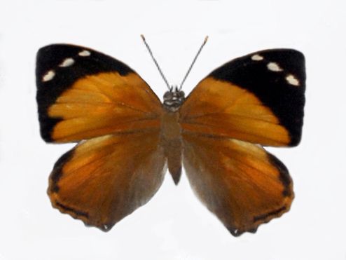 File:Nymphalidae - Smyrna blomfildia-001.JPG