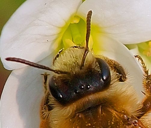 File:Ocelles-Abeilles Luc Viatour.jpg