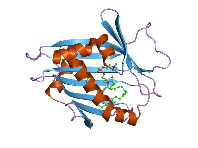 File:PDB 1ln1 EBI.jpg