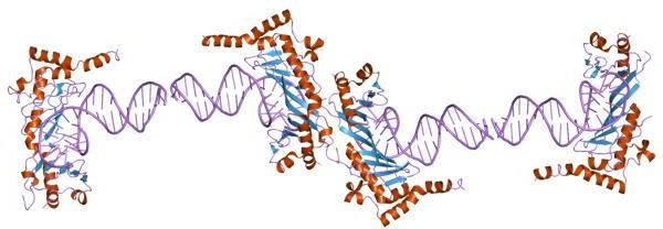 File:PDB 1ngm EBI.jpg