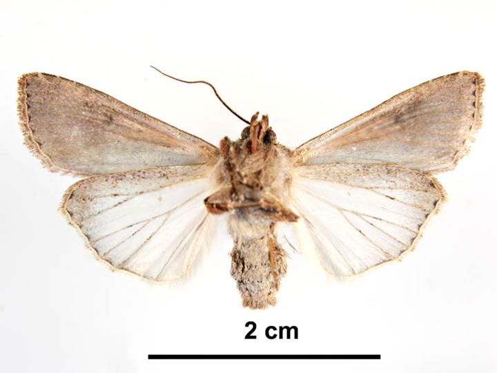 File:Peridroma saucia male ventral.jpg